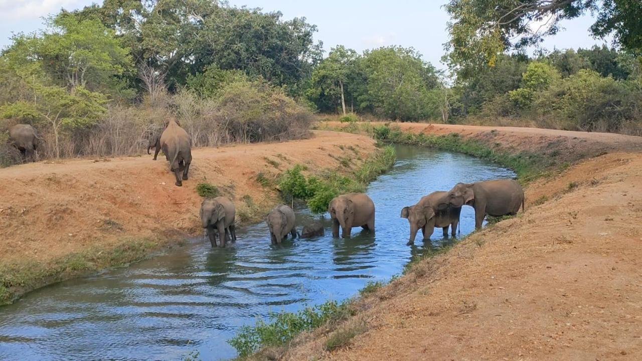 Udawalawa Safari House Hotel Удавалаве Екстериор снимка